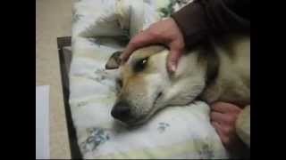 VIEWER DISCRETION IS ADVISED April 24 2007  Shadow getting put down at the Vet [upl. by Cathryn]