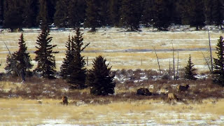 Hunting Colorados Public Lands [upl. by Webber]