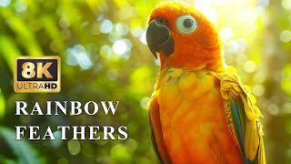 Beautiful Birds in 8K HDR  Colorful Sun Conure Parrot  Nature Sound [upl. by Hinze]