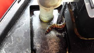 Banded Kuhli loach watch and see what he does [upl. by Marice]