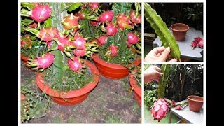 👉 COMO PLANTAR PITAYA NO VASO PARA PRODUZIR EM POUCO MESES 🌳👍😘 [upl. by Arinaid]