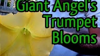 BIG amp BOLD Brugmansia Tree in full BLOOM Angel trumpet care amp Culture How to Grow Burgmansia Trees [upl. by Charmian321]