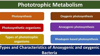 Phototrophic metabolism  Photosynthesis  Phototrophs  Types  Oxygenic  Anoxygenic  Rhodopsin [upl. by Iras]