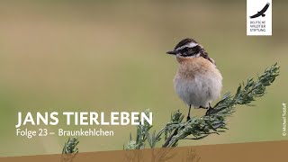 Jans Tierleben Folge 23 – Braunkehlchen [upl. by Ingrid]