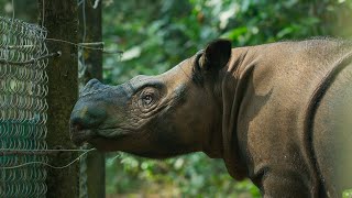 The Worlds Smallest Rhino is Going Extinct  Seven Worlds One Planet  BBC Earth [upl. by Jamesy]