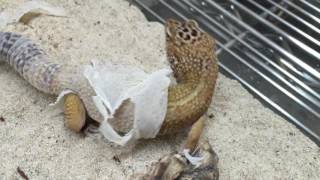 Leopard Gecko Eating Skin Shed [upl. by Harriet]