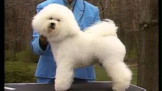 Bichon Frise  AKC Dog Breed Serie [upl. by Scarlet]