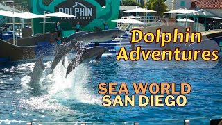 Dolphin Interaction at SeaWorld San Diego [upl. by Anadal]