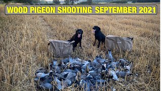 Pigeon Shooting  Wood Pigeon Shooting September 2021 [upl. by Wahl78]