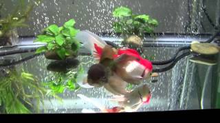 Goldfish Care Filtration Basics Part 1 [upl. by Adnama603]