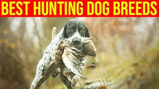 10 Best Hunting Dog Breeds Amazing Dogs [upl. by Eiramit]