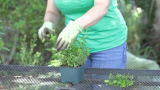 How to Trim Mint Plants [upl. by Ruder767]