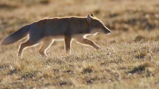 Tibetan Fox Qinghai China [upl. by Amsirak]