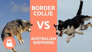 Border Collie vs Australian Shepherd  What are the DIFFERENCES [upl. by Aremaj377]