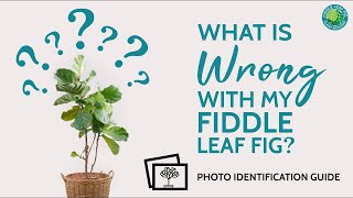 Fiddle Leaf Fig Sick Diagnose It With This Photo Identification Guide [upl. by Llehsyar]