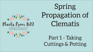 Spring Propagation of Clematis Part 1 [upl. by Bridges]