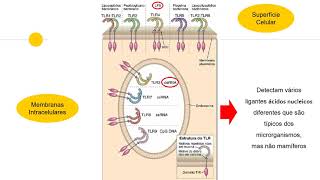 Imunidade Inata Reconhecimento e TLR [upl. by Etnomaj]