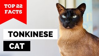 99 of Tonkinese Cat Owners Dont Know This [upl. by Lleuqar488]