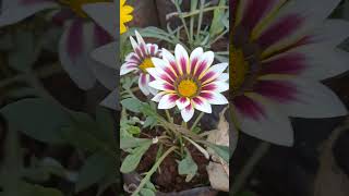 Gazania rigens Camera Action  TO BE CONTINUED [upl. by Hallam]