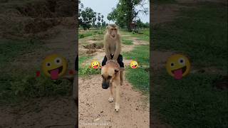 Monkey dog ka Dosti 🤪🤪🤪lovecomedyhinditrendingviral [upl. by Hayimas]