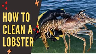 How to clean a Lobster [upl. by Haliled290]