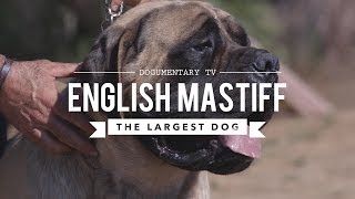 ALL ABOUT THE ENGLISH MASTIFF THE WORLDS LARGEST DOG [upl. by Aerdnas]