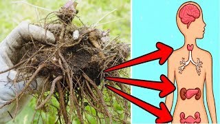 7 Incredible Benefits Of Valerian Root You Wish Someone Told You Earlier [upl. by Shama]