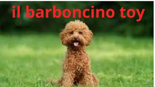 il barboncino toy [upl. by Routh]