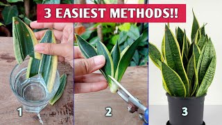 3 EASIEST Methods to Propagate SNAKE PLANTS  Snake Plant Propagation [upl. by Einomrah]