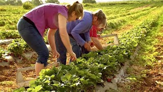 Poteet Strawberries Texas Country Reporter [upl. by Margeaux623]