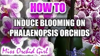 How to induce blooming on Phalaenopsis Orchids new 2018 tutorial in description [upl. by Hoeg]