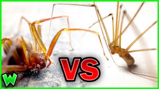 BROWN RECLUSE vs CELLAR SPIDER ft JacksWorldofWildlife [upl. by Dorise445]