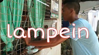 LAMPEIN DIAPER Malinao Style Vines [upl. by Ekeiram]