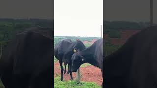 Vaquinha atentada agro fazenda dacidadeprocampo [upl. by Arba]