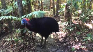 Cassowary territorial rumbling [upl. by Anital]