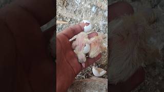 Newborn baby pigeon [upl. by Hillhouse]