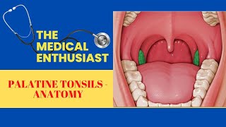 Palatine Tonsils Anatomy [upl. by Atinele]