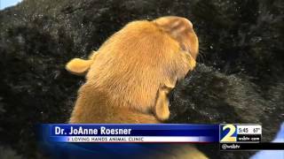 Update Puppy thrown from car dies  WSBTV [upl. by Ronoh860]