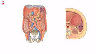 Spleen anatomy and physiology [upl. by Haim]