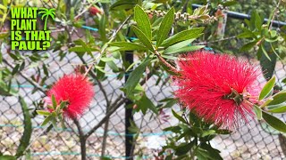 The Lemon bottlebrush  Callistemon citrinus Citrusscented leaves  Striking red flowers [upl. by Roath409]