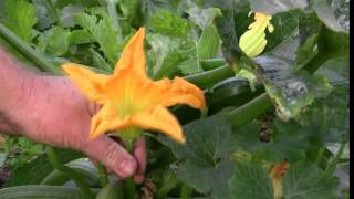 Vegetable Gardening Growing Zucchini  Courgette How to Grow [upl. by Etteve]