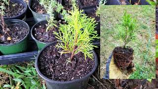 Rooting Arborvitae through Cuttings [upl. by Ahsieni]