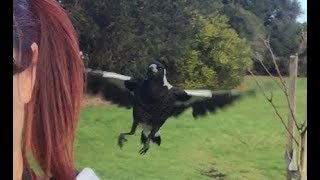 Visiting Juvenile Australian Magpies [upl. by Samella]