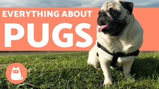 Everything You Need to Know About Pugs  Characteristics and Care [upl. by Garrott406]