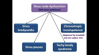 ECG course Sinus node dysfunction Dr Sherif Altoukhy [upl. by Emile493]