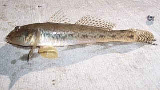 Fishing with Live Mudsuckers for Bait in the Petaluma River [upl. by Luapnaes153]