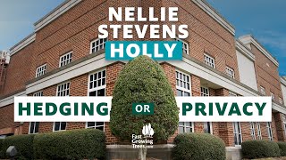 Nellie Stevens Holly Tree [upl. by Nebuer]