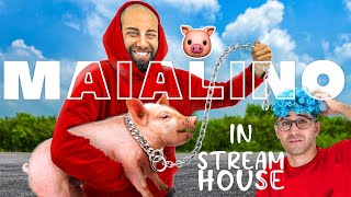 REACTION di TEKNOYD e STREAM HOUSE 20 al CUCCIOLO di MAIALINO che ho COMPRATO [upl. by Eemia315]