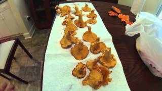 Chanterelle Mushroom Identification Tips [upl. by Iteerp]