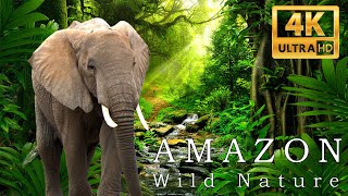 Amazon 4k  The World’s Largest Tropical Rainforest  Jungle Sounds  Scenic Relaxation Relax Music [upl. by Sivie]